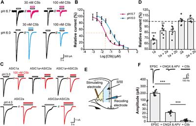 Pharmacological Validation of ASIC1a as a Druggable Target for Neuroprotection in Cerebral Ischemia Using an Intravenously Available Small Molecule Inhibitor